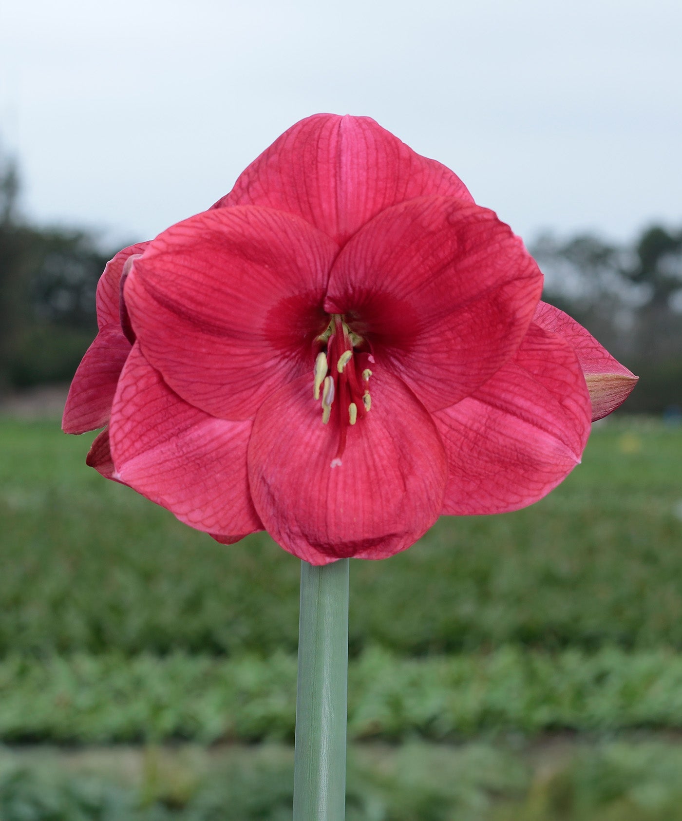 Bolero Amaryllis