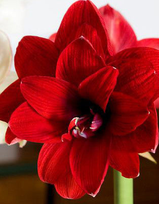 BloomingBulb Double Dragon Amaryllis bulb, 22-26 cm, showing vibrant red and white striped flowers and healthy green leaves.