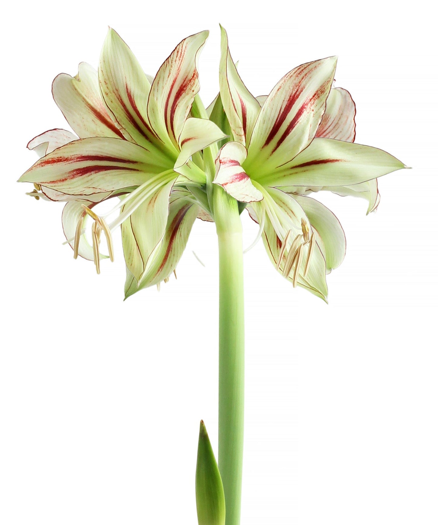 Dragonfly® Sonatini Amaryllis - 18-22 cm bulb