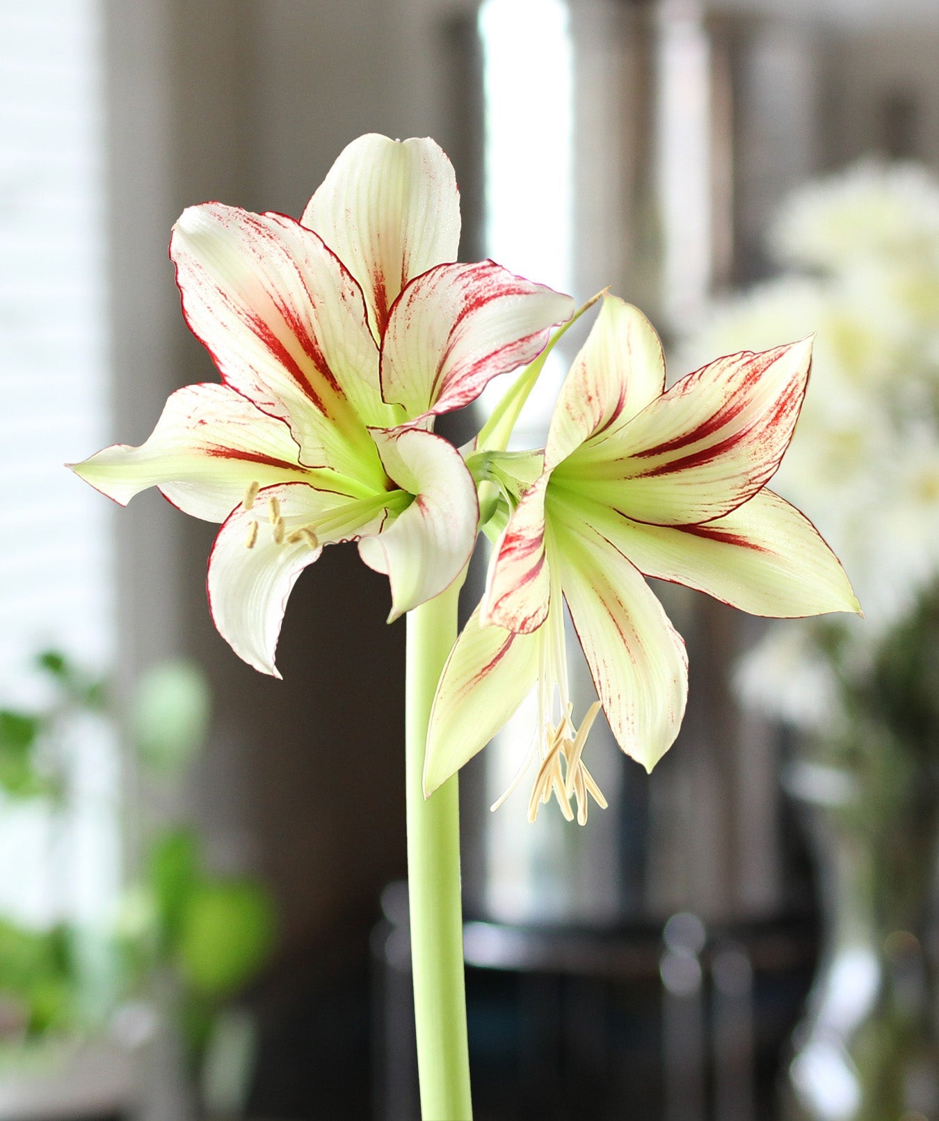 Dragonfly® Sonatini Amaryllis - 18-22 cm bulb