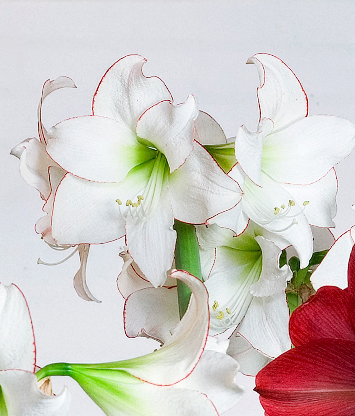 Picotee Amaryllis - 22-26 cm bulb
