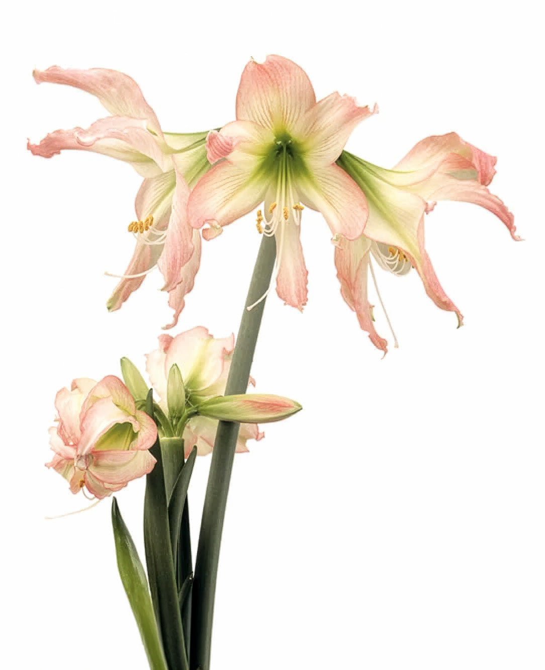 Thai Thai® Sonatini Amaryllis - 16-20 cm bulb
