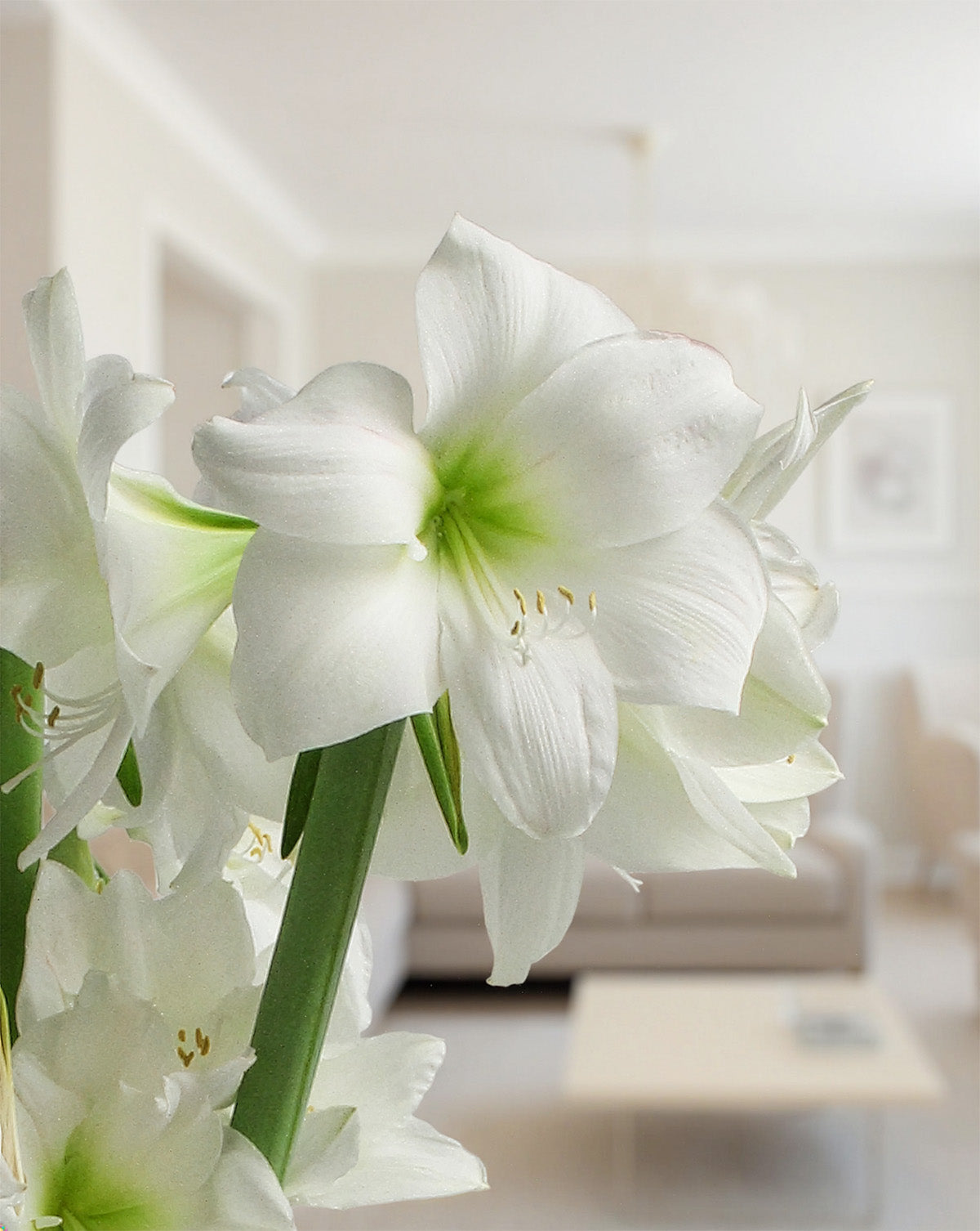 Wedding Dance® Symphony Amaryllis - 24-28 cm bulb