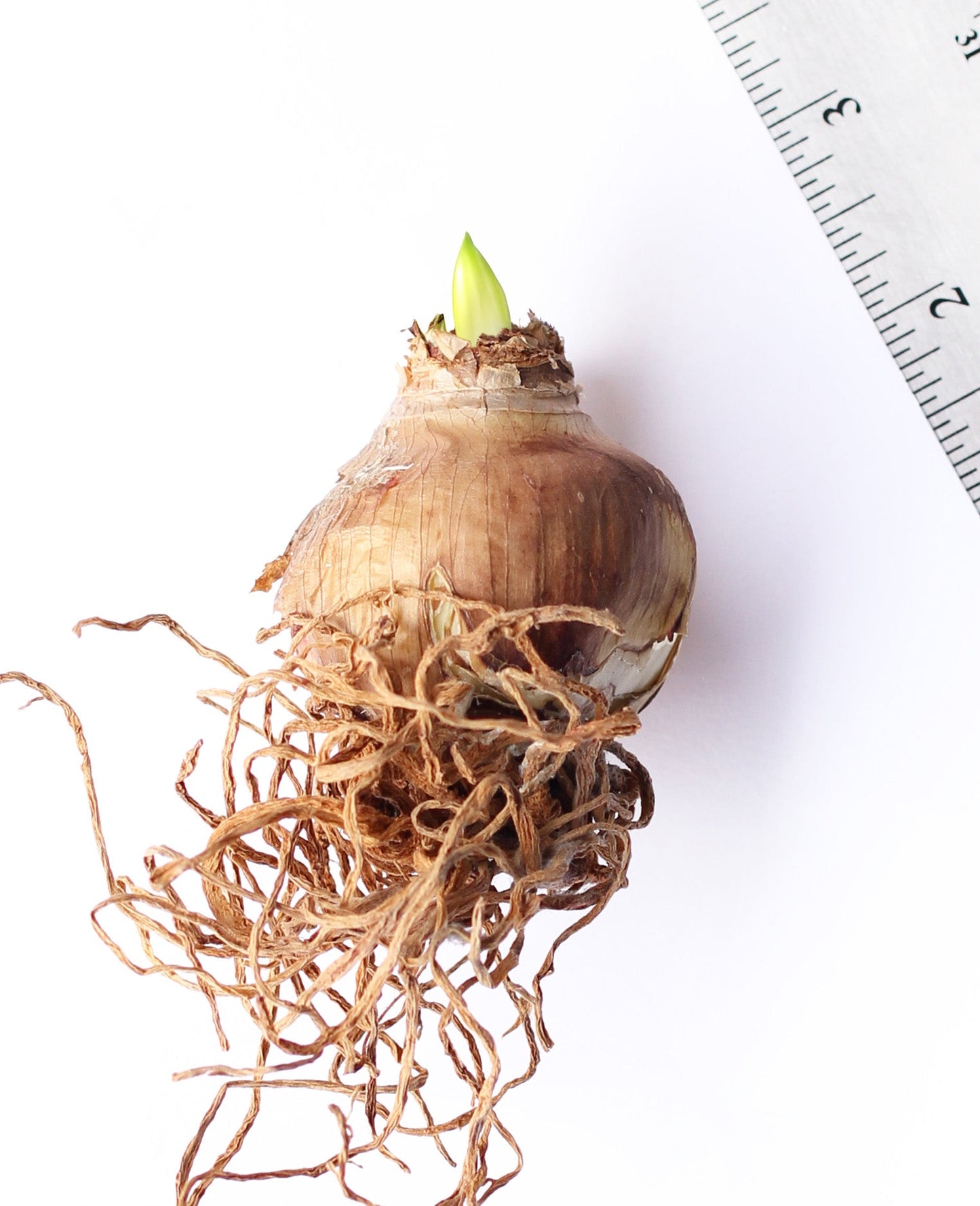 Graffiti® Sonatini Amaryllis - 14-18 cm bulb