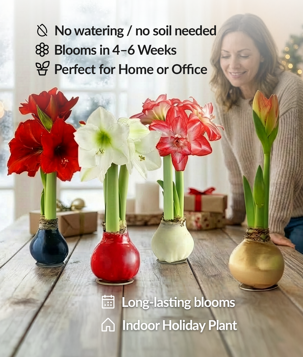 Silver Glitter Waxed Amaryllis with White Flower