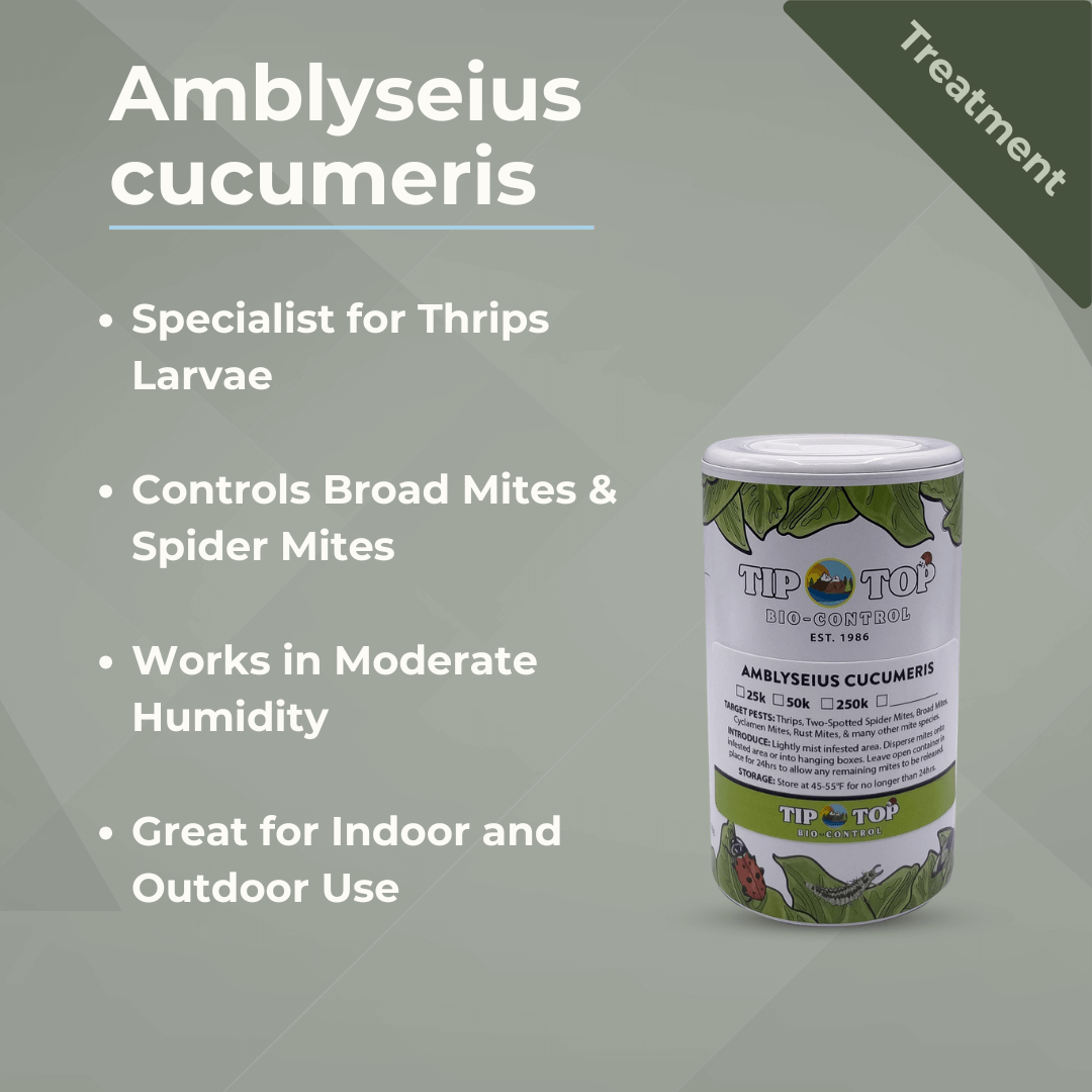 Amblyseius cucumeris Treatment Bottles - Blessings Grow Meadows -