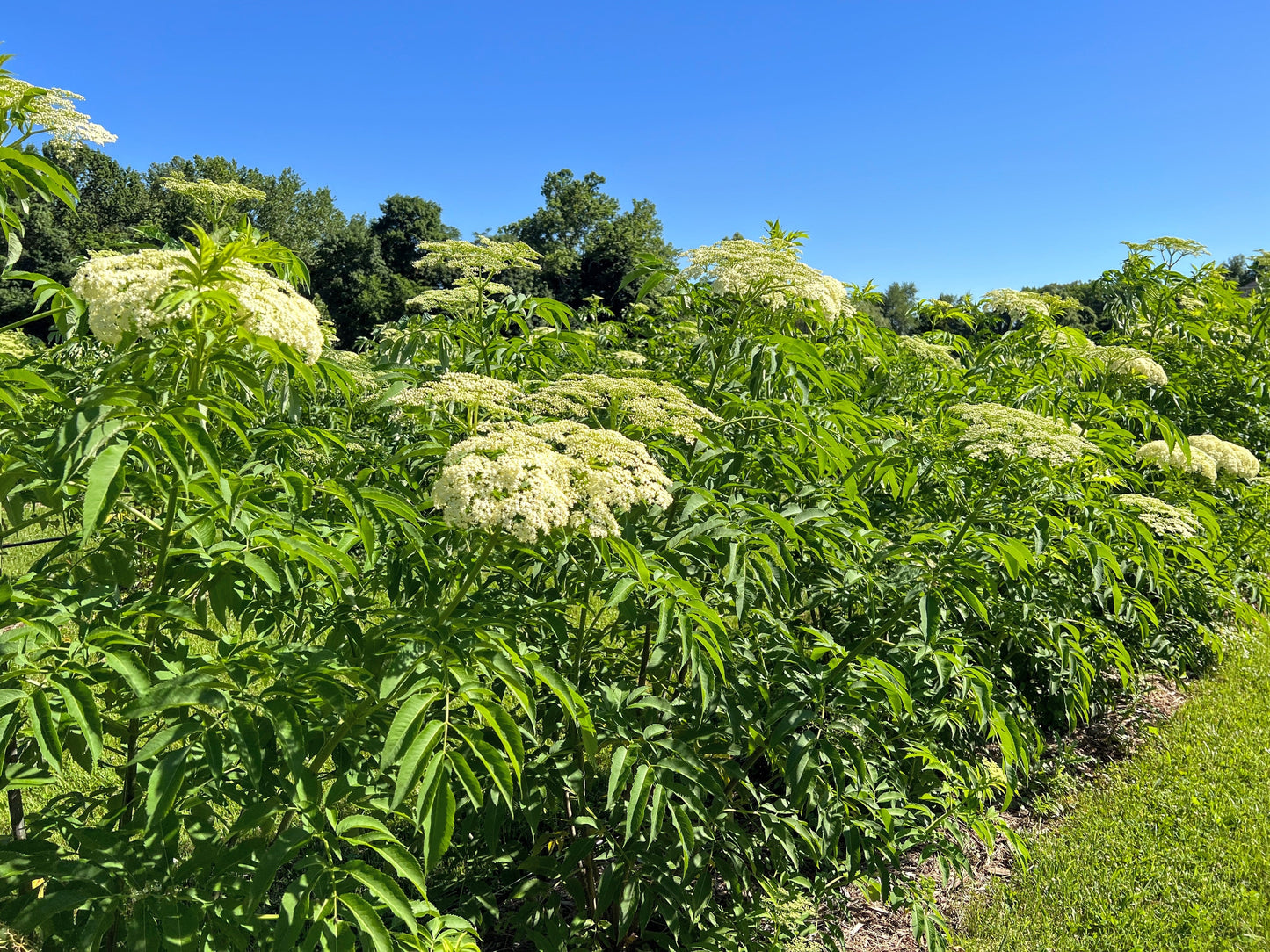 Fresh Fryeburg Elderberry from The Farm On Central, showing ripe dark purple elderberries on the branch.