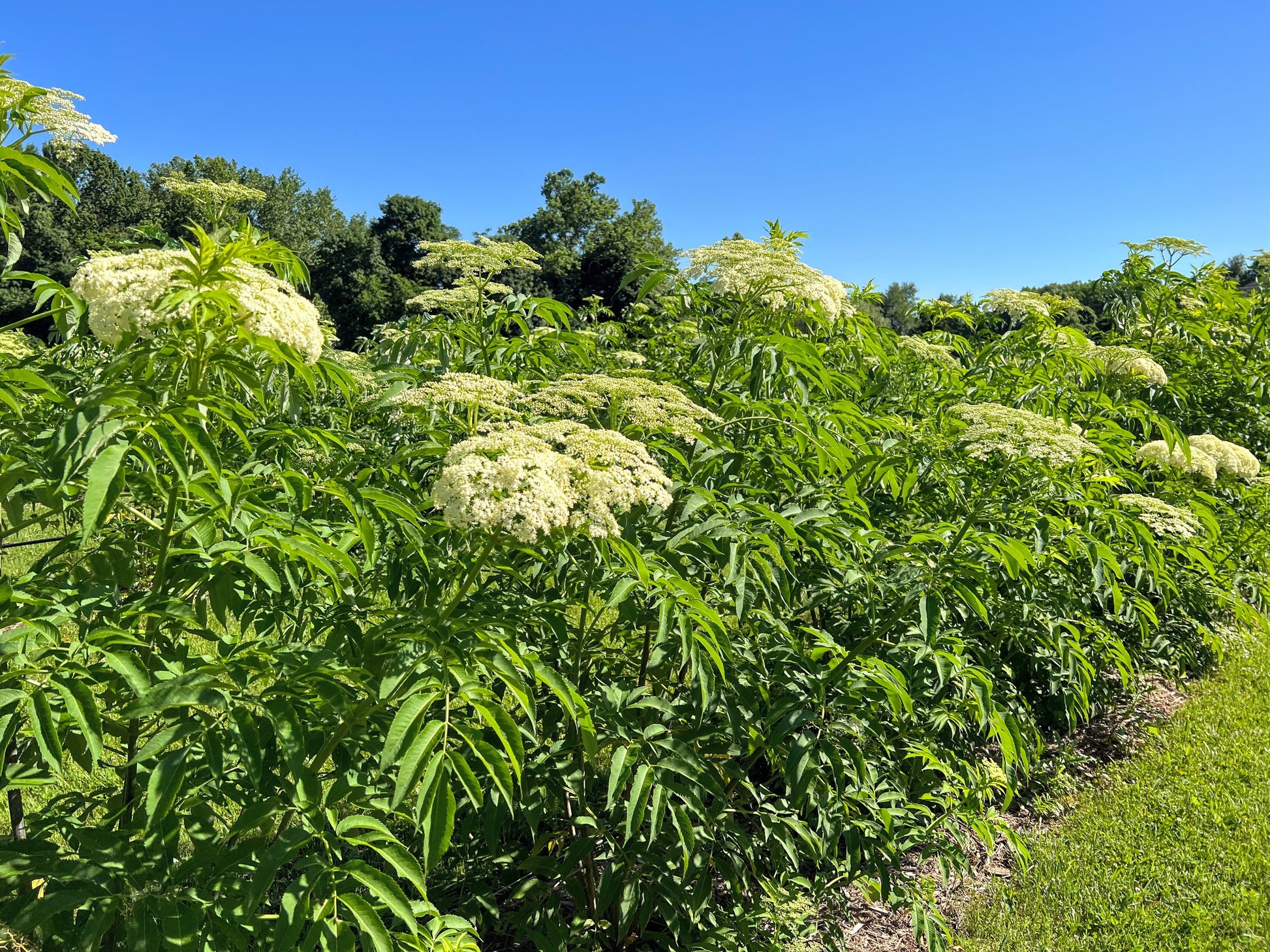 Fresh East Grove Elderberry from The Farm On Central, showing ripe dark berries and green leaves on the plant.