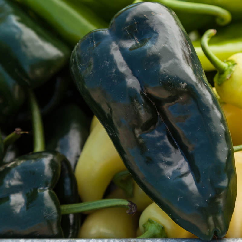 Ancho Poblano Pepper Seeds (Organic) - Blessings Grow Meadows