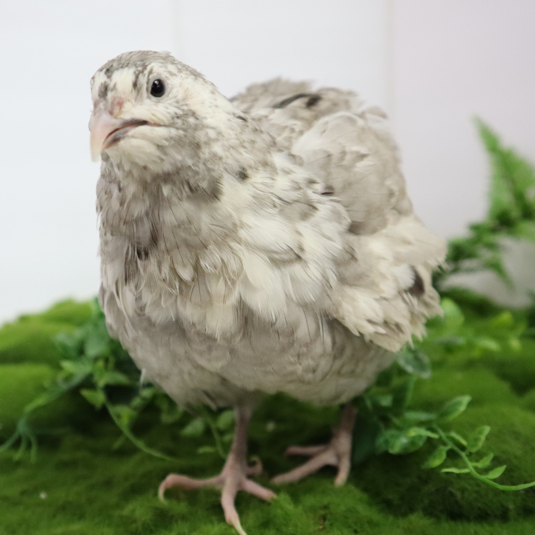 Fertile Andalusian Coturnix Quail hatching eggs from Quailz.com, showing smooth, oval eggs with speckled shells on a neutral background.
