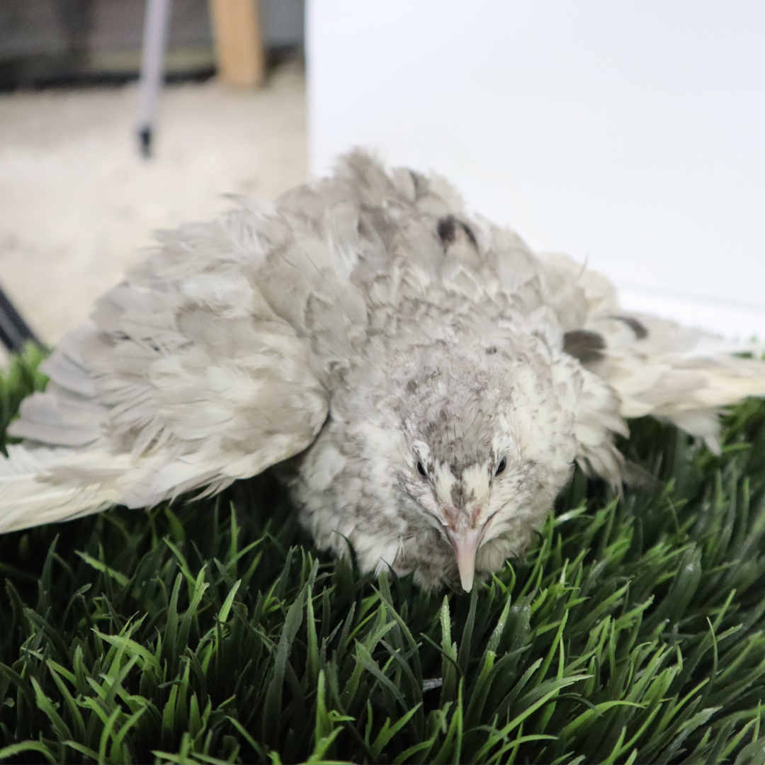 Fertile Andalusian Coturnix Quail hatching eggs from Quailz.com, arranged in a carton with speckled brown shells.