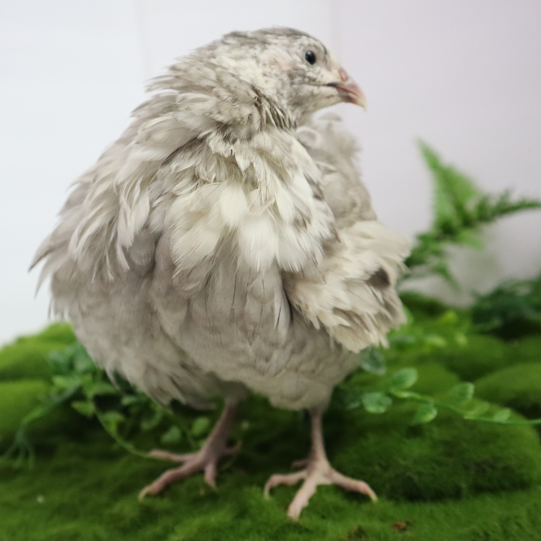 Fertile Andalusian quail eggs from Quailz.com, showcasing smooth brown shells and small size, ideal for incubation.