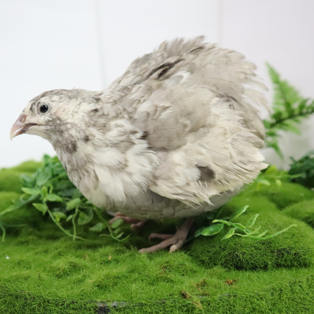 Fertile Andalusian Coturnix Quail eggs from Quailz.com, showing smooth, oval-shaped eggs with speckled brown shells.