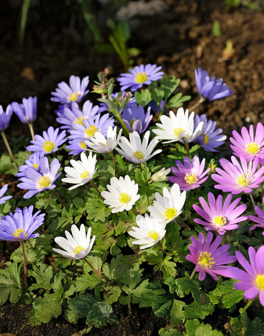 Assorted BloomingBulb Mixed Anemone blanda bulbs for planting, showing vibrant, colorful flower bulbs ready for garden planting.