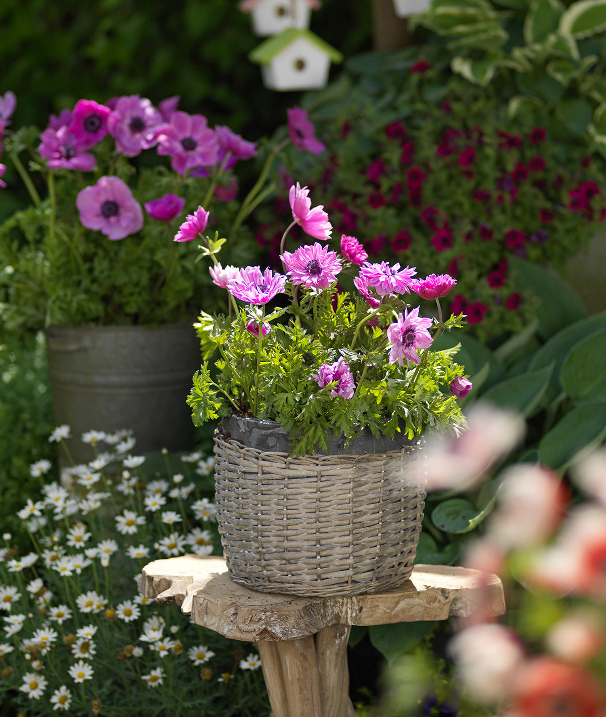 Sylphide Anemone de Caen - 25 bulbs