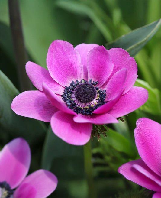 BloomingBulb Sylphide Anemone de Caen with vibrant purple flowers and lush green foliage, 25 bulbs for garden planting