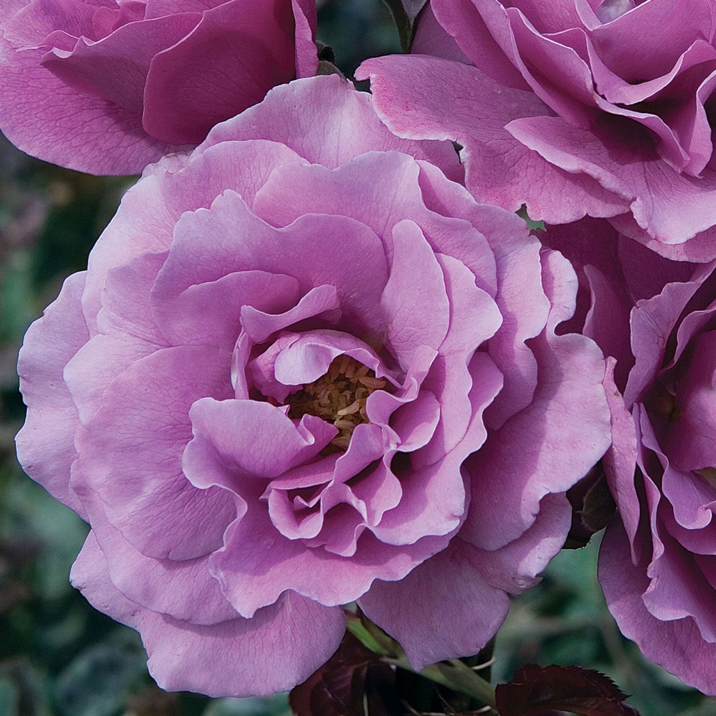 Angel Face Rose 1.5 Gallon Pot - Blessings Grow Meadows