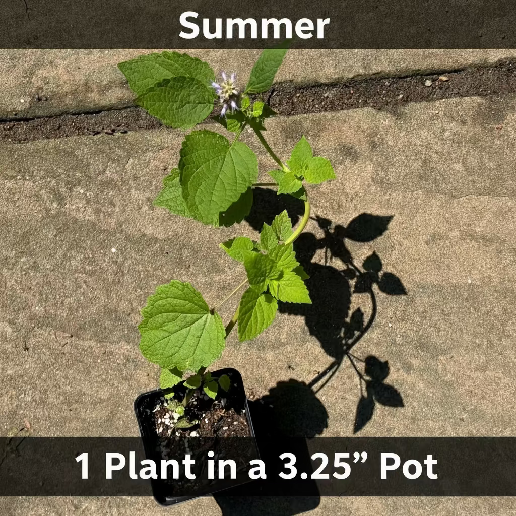 Anise Hyssop Live Plant – Agastache foeniculum – Native Pollinator Perennial – Zones 3–9