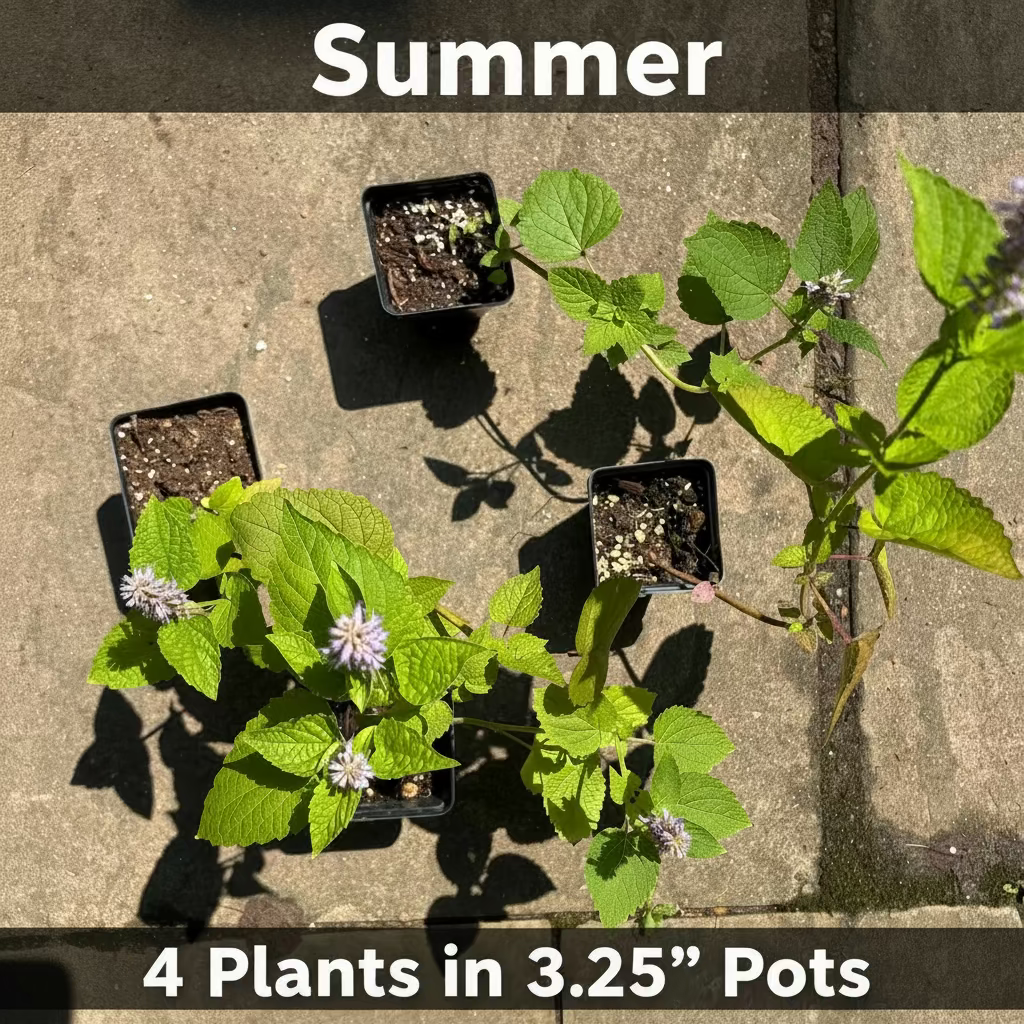 Anise Hyssop Live Plants (Agastache rugosa) – White & Purple Mix, Deer Resistant Perennial, Zones 4–9