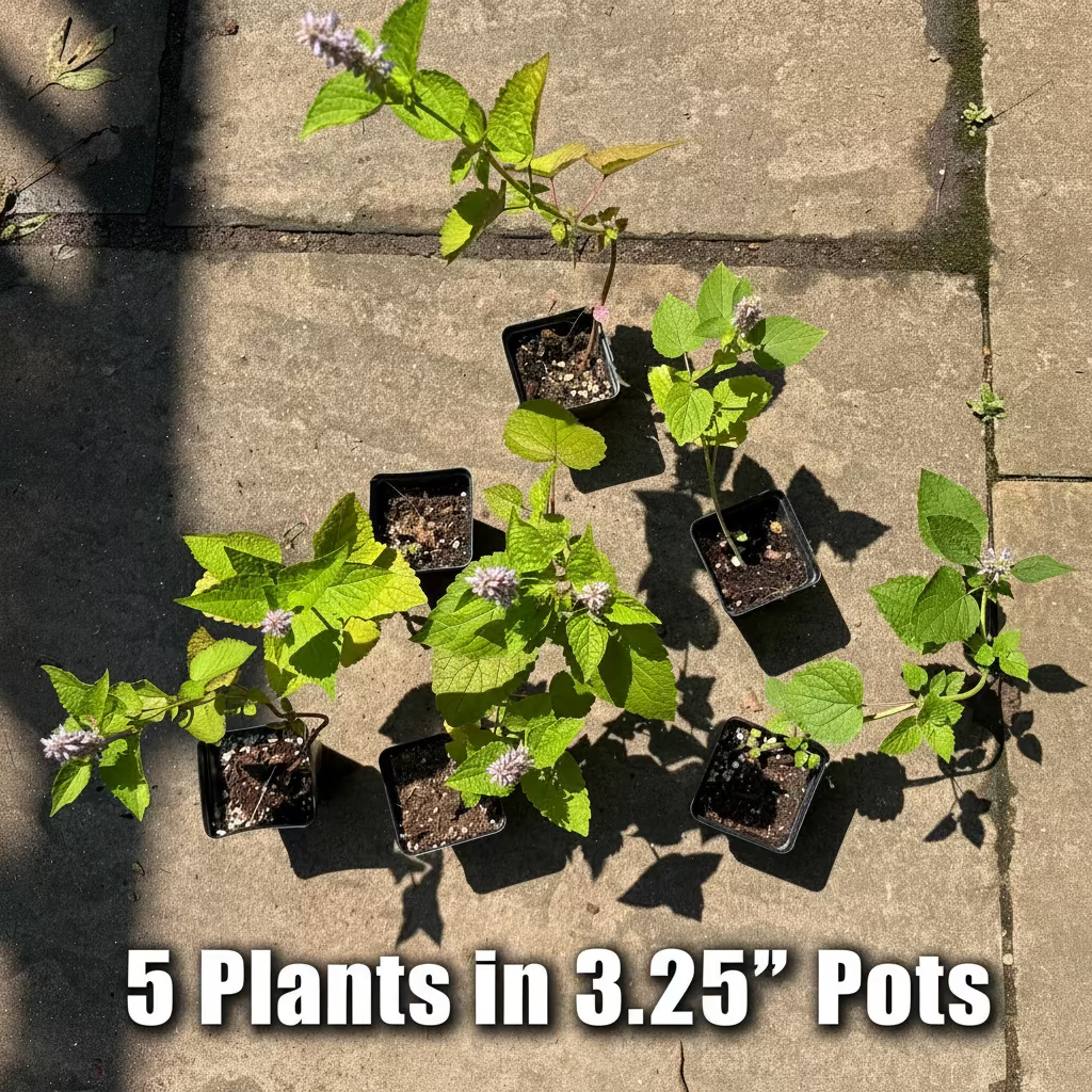 Anise Hyssop Live Plants (Agastache rugosa) – White & Purple Mix, Deer Resistant Perennial, Zones 4–9