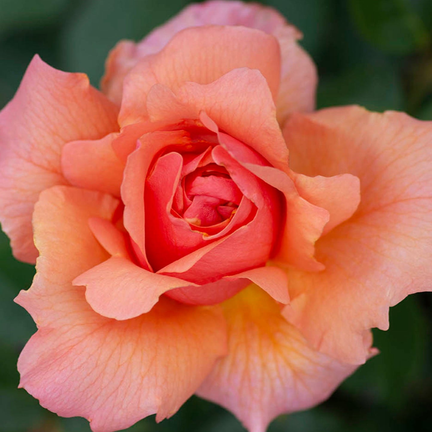 Apricot Candy Rose 1.5 Gallon Container - Blessings Grow Meadows