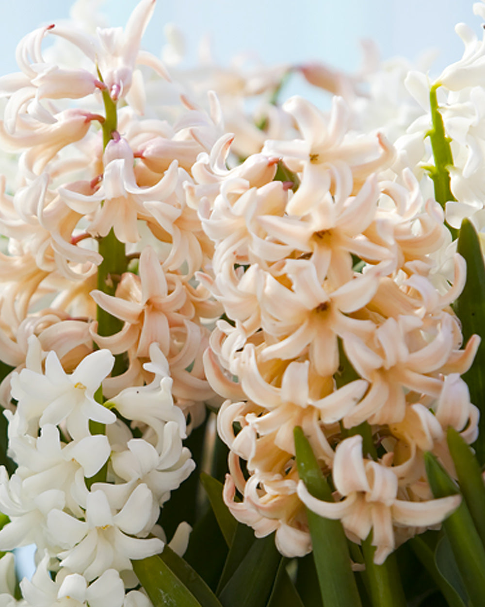 Apricot Passion Hyacinth - 10 bulbs