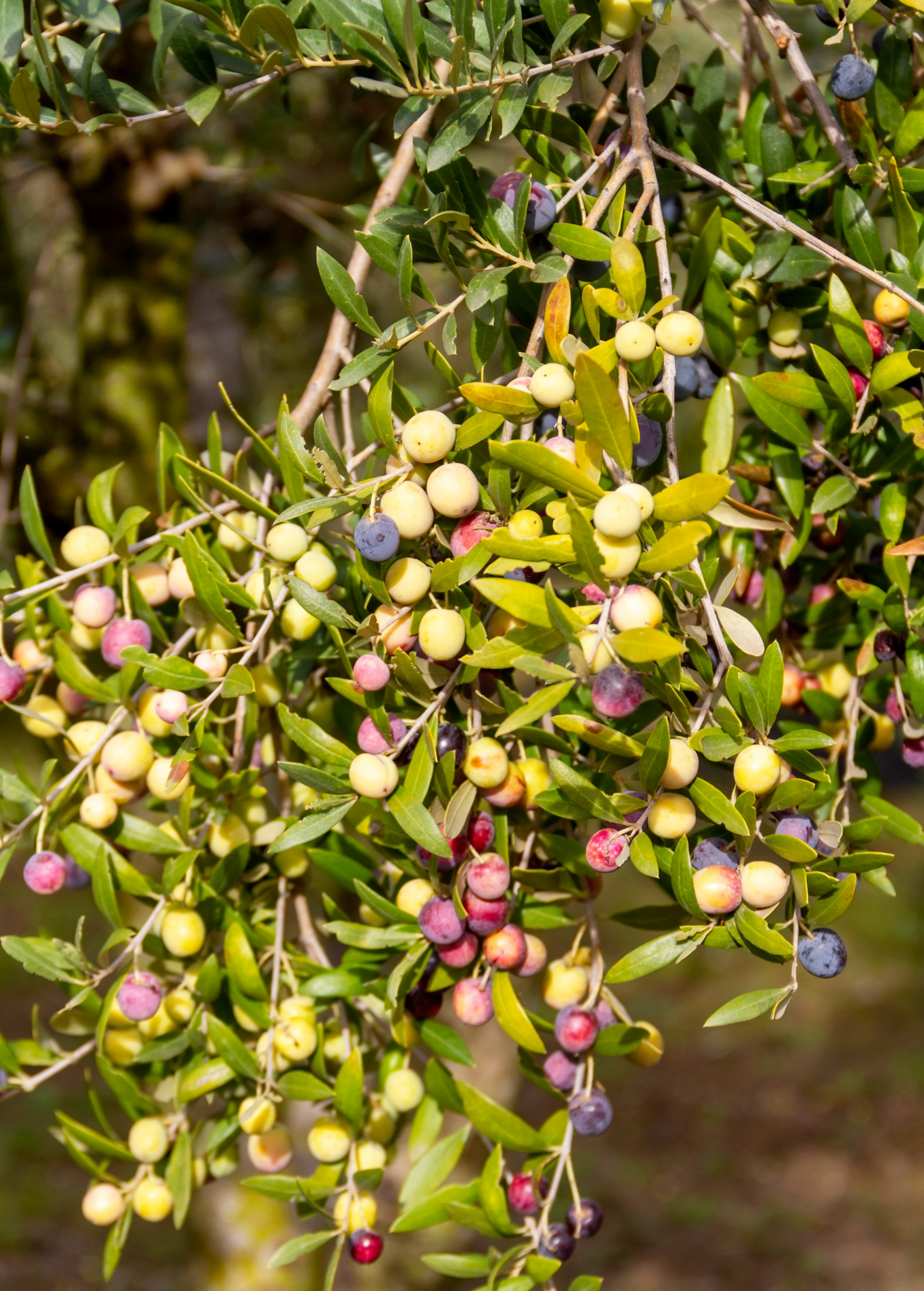 Healthy Olive 'Arbequina' tropical fruit tree by Sow Exotic, showcasing glossy green leaves and young branches.