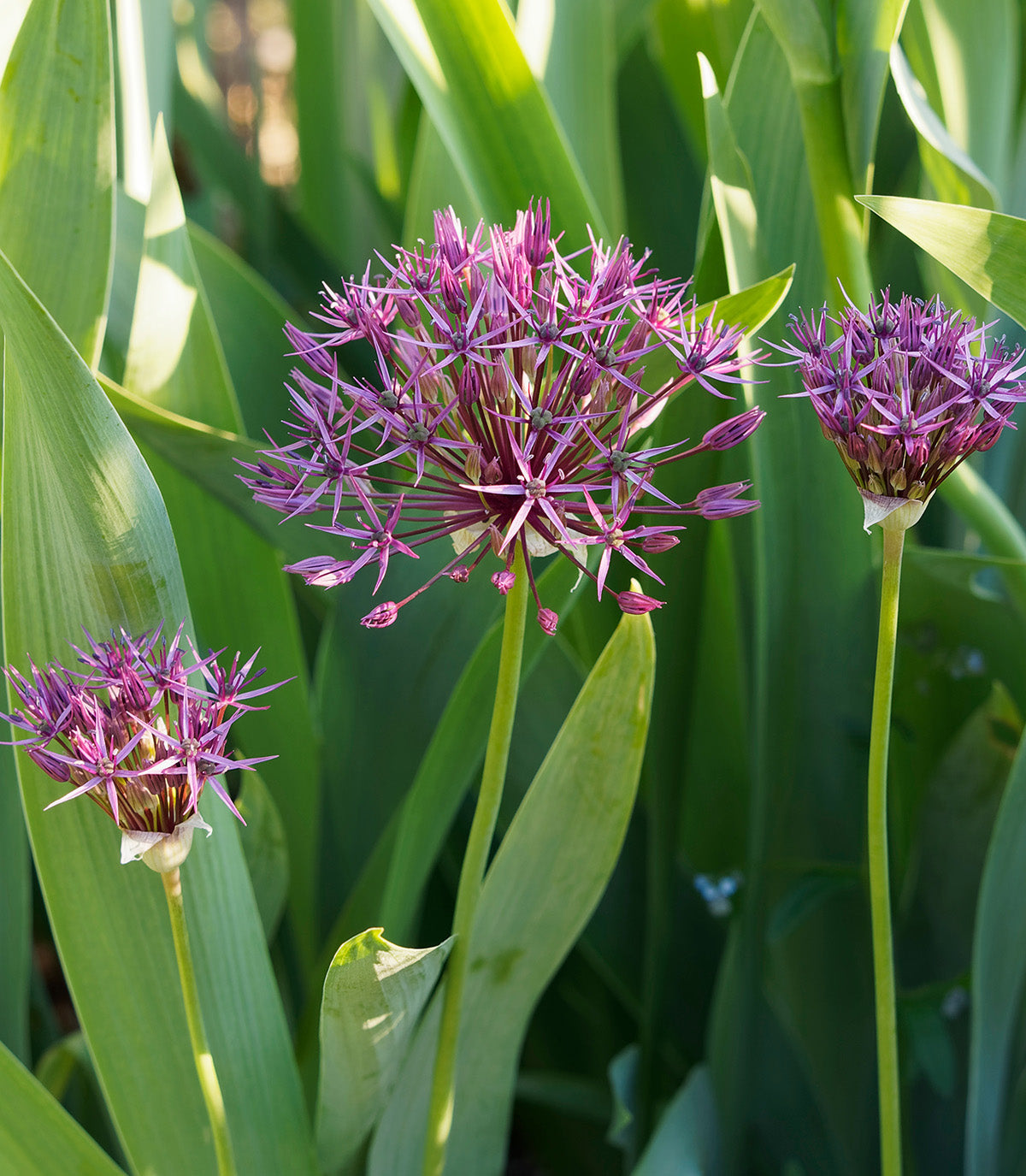 Atropurpureum Allium - 5 bulbs