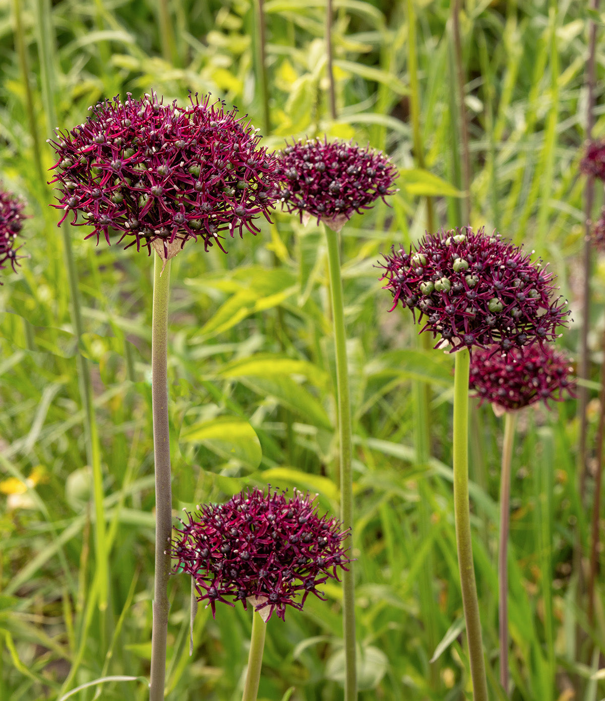 Atropurpureum Allium - 5 bulbs