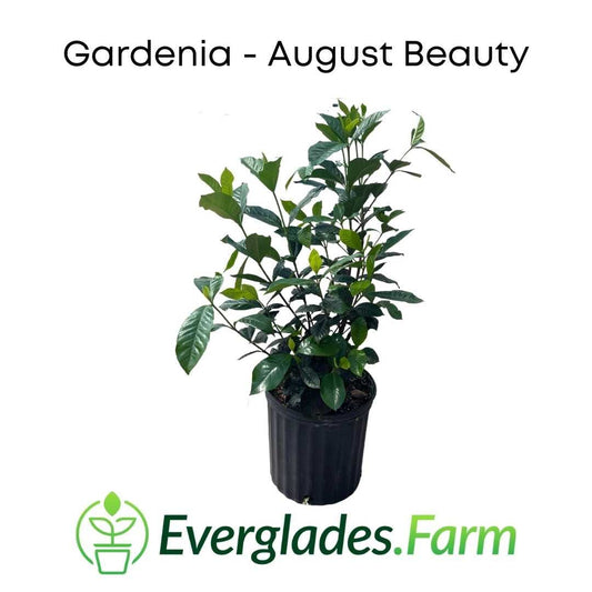 August Beauty Gardenia Shrub white flower - Blessings Grow Meadows -