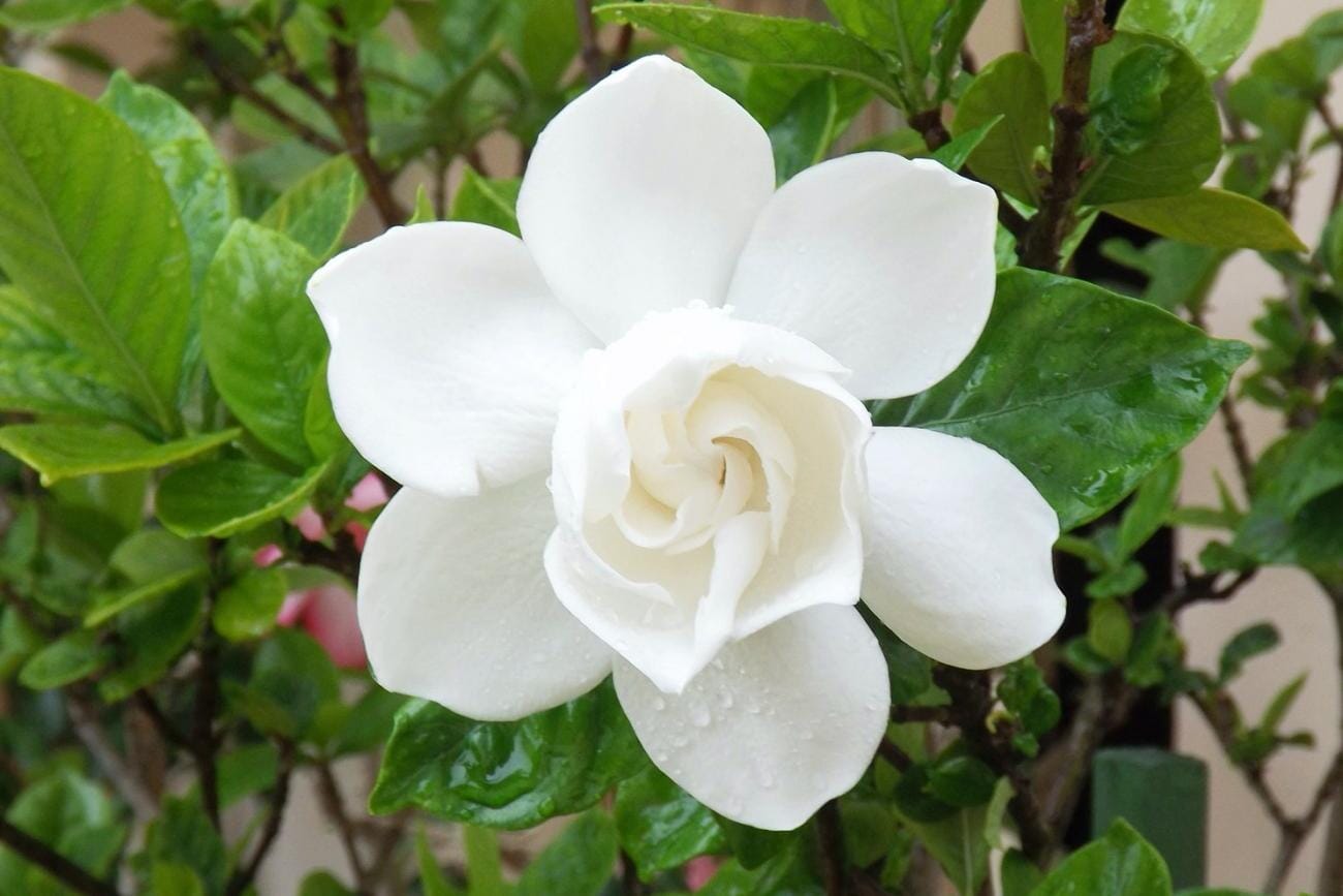 August Beauty Gardenia Shrub white flower - Blessings Grow Meadows -