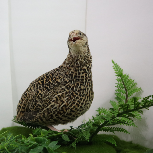 Sparkly autumn-themed fertile quail eggs from Quailz.com by Undique LLC, showcasing decorative hatching eggs with a shimmering finish.