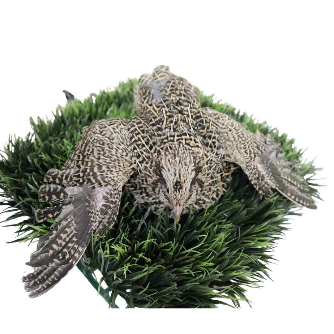 Sparkly autumn-themed fertile quail eggs from Quailz.com by Undique LLC, showcasing shiny decorative eggs for hatching or display.