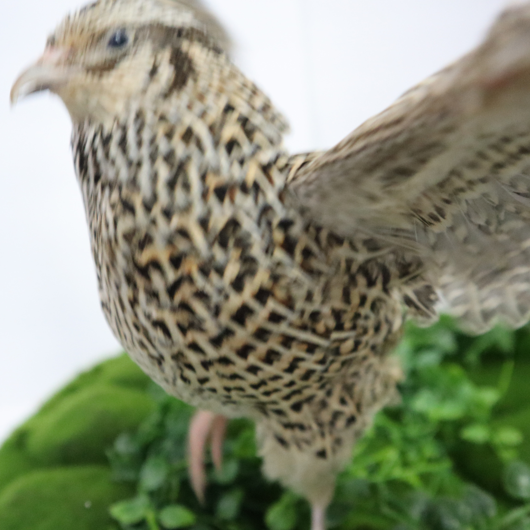 Sparkly autumn-themed fertile quail eggs from Quailz.com by Undique LLC, showcasing the decorative eggs in a natural setting.