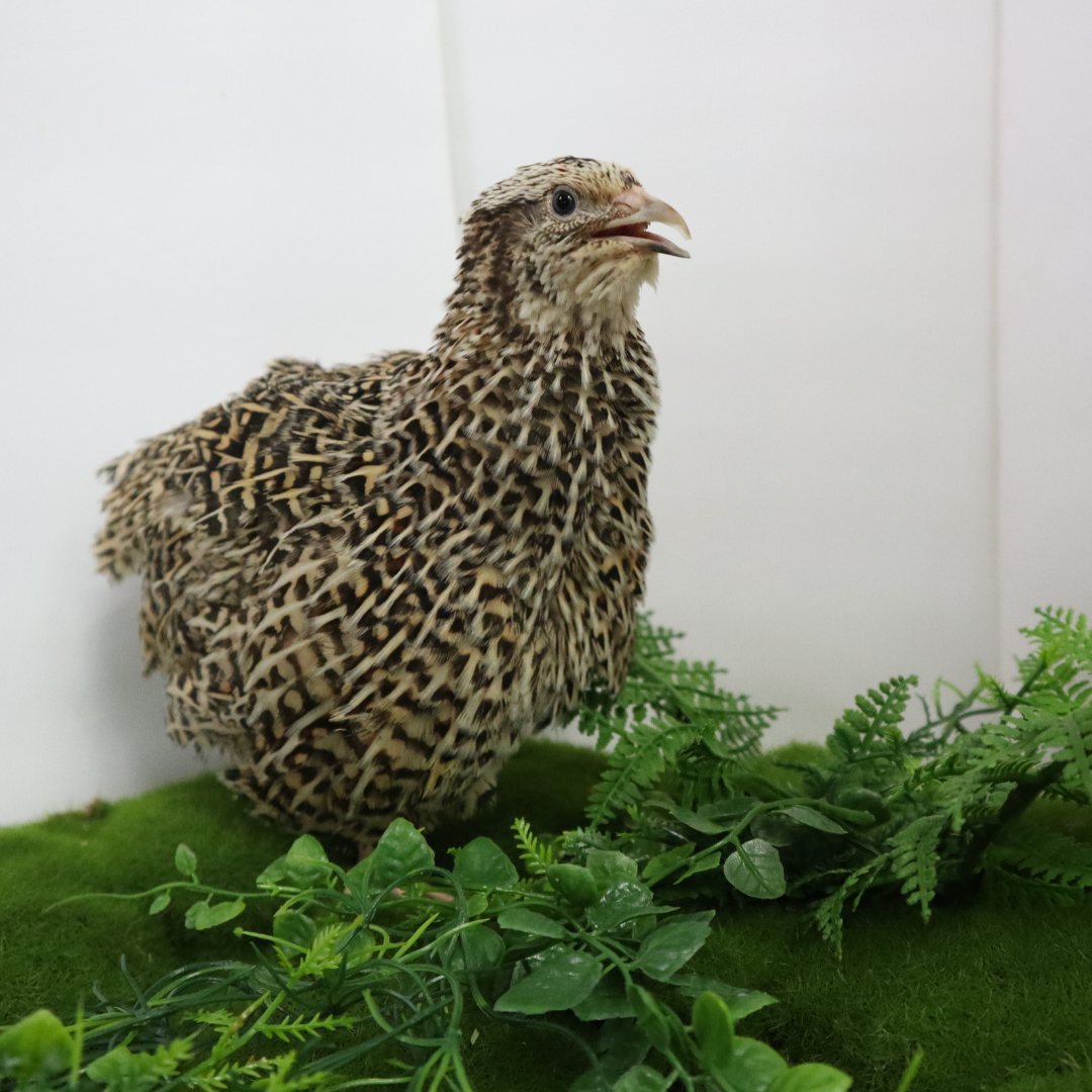 Sparkly autumn-themed fertile quail eggs with shimmering finish, perfect for hatching from Quailz.com by Undique LLC.