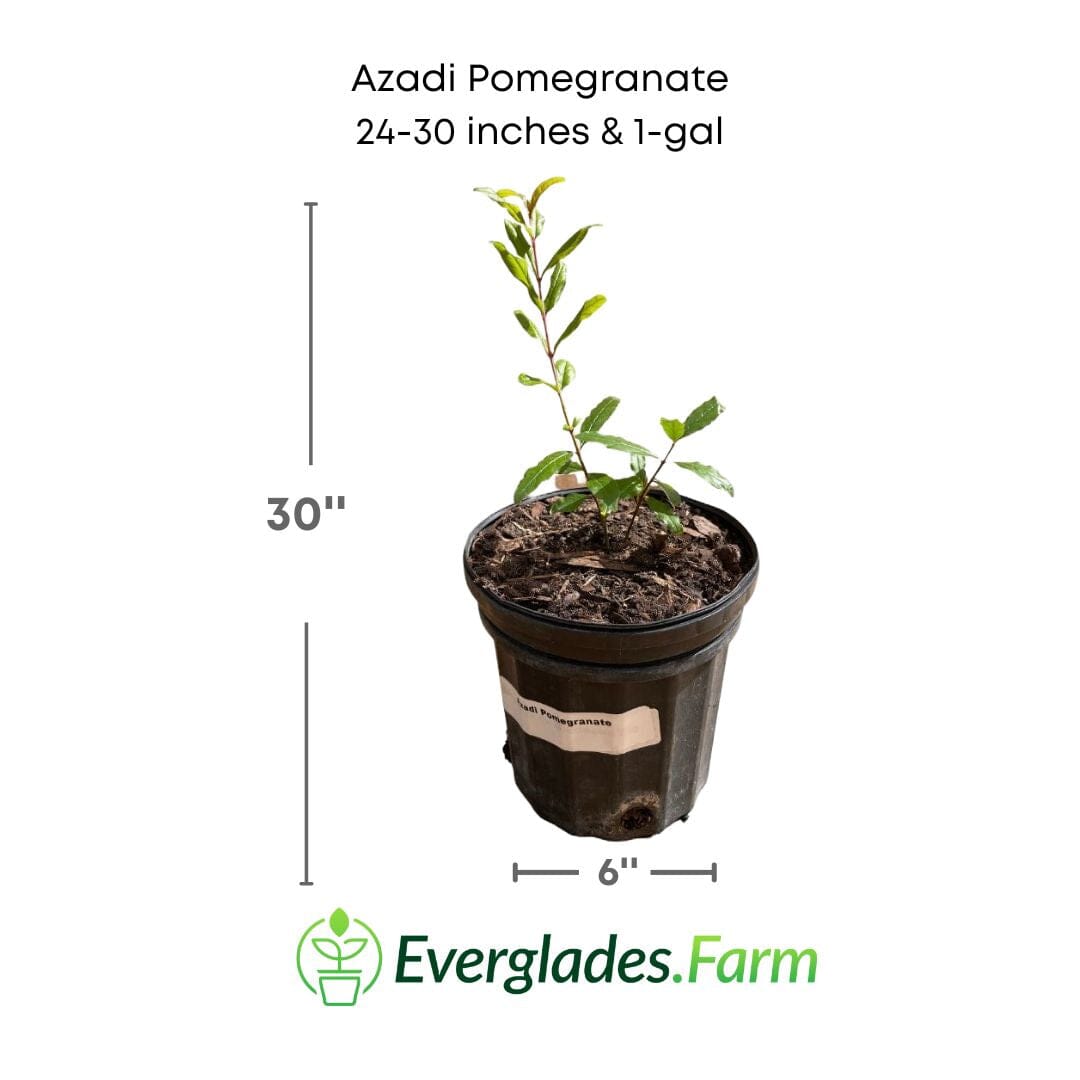 Azadi Pomegranate Tree - Blessings Grow Meadows -