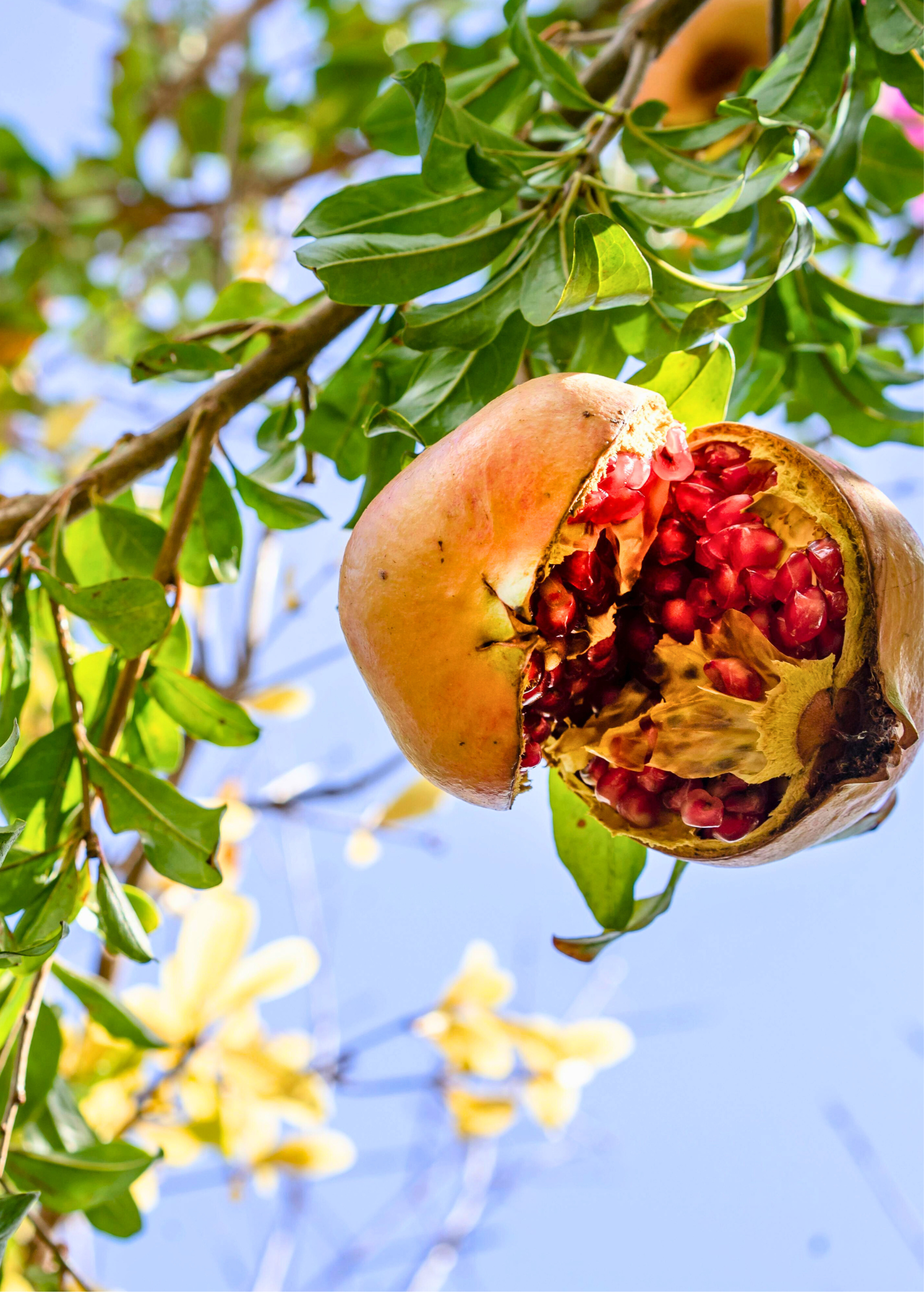 Pomegranate 'Azadi' tropical fruit tree by Sow Exotic with lush green leaves, ready for planting and fruit production.