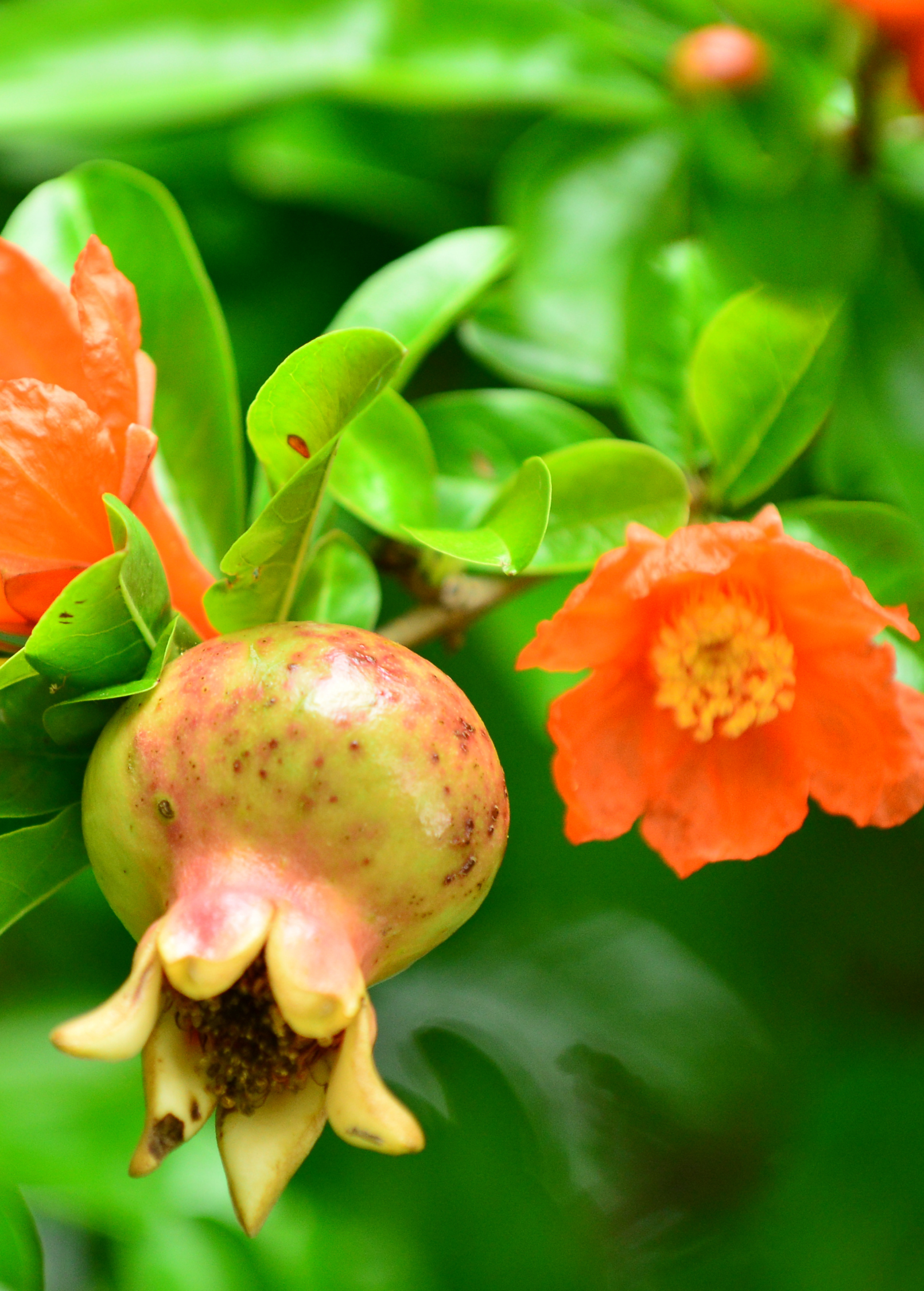 Live Azadi pomegranate tree by Sow Exotic, a tropical fruit tree with lush green foliage ready for planting.