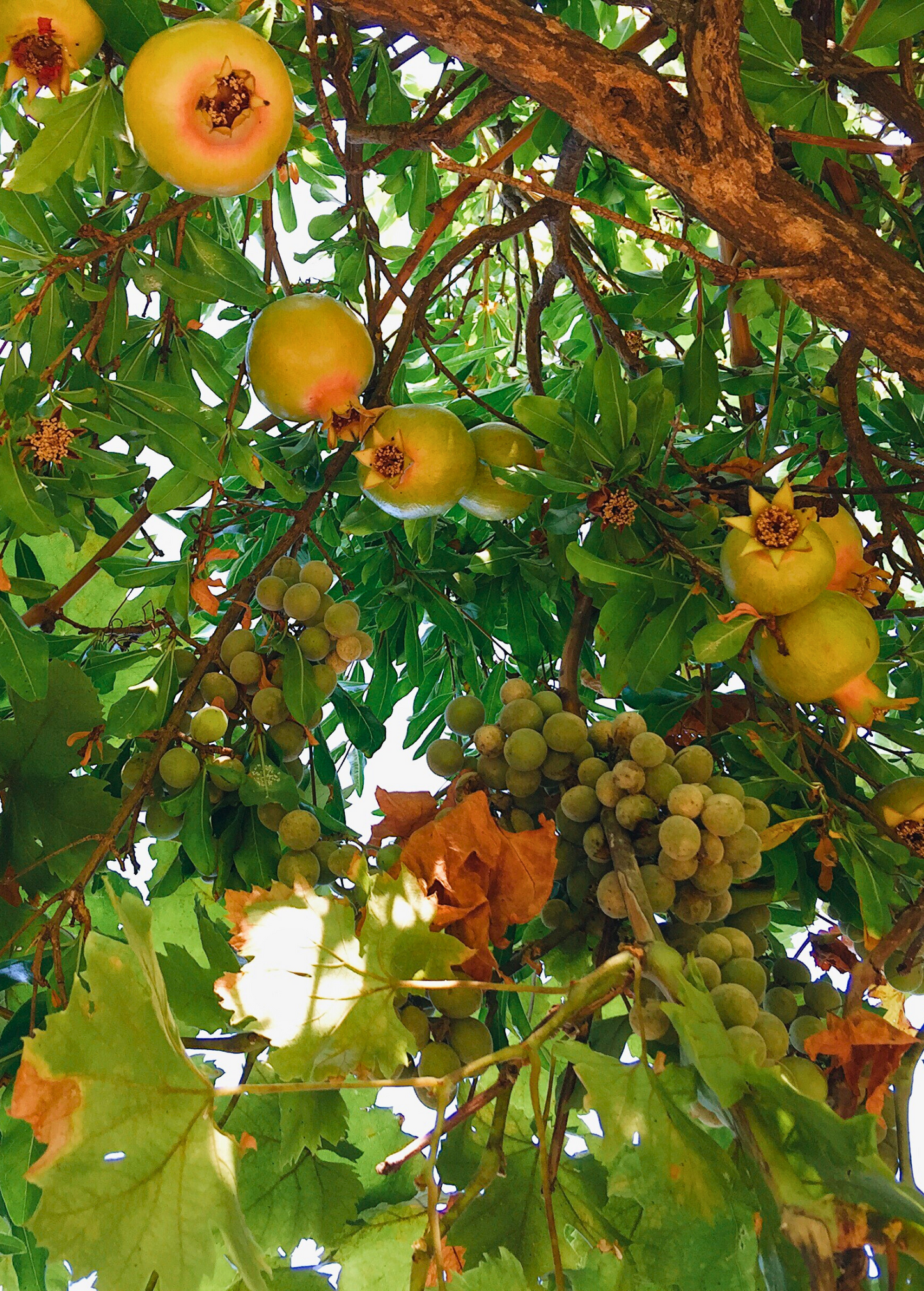 Healthy Azadi pomegranate tree from Sow Exotic, tropical fruit tree with lush green foliage and young fruit growth.