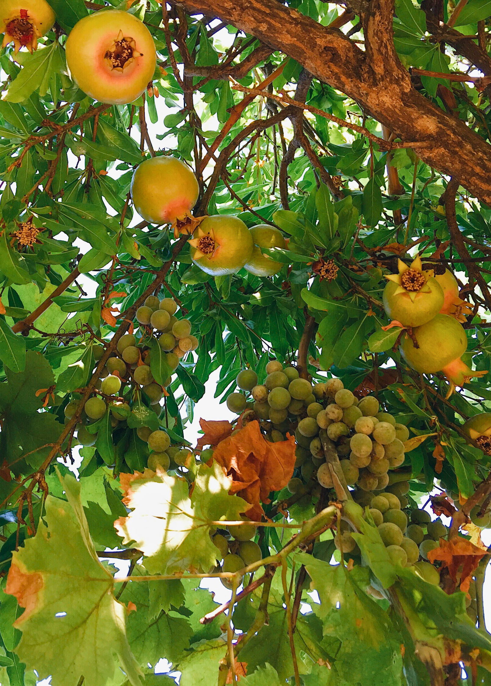 Healthy Azadi pomegranate tree from Sow Exotic, tropical fruit tree with lush green foliage and young fruit growth.
