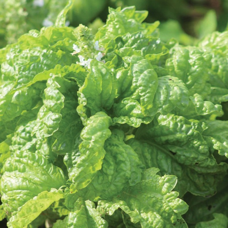 Mammoth Basil - Blessings Grow Meadows