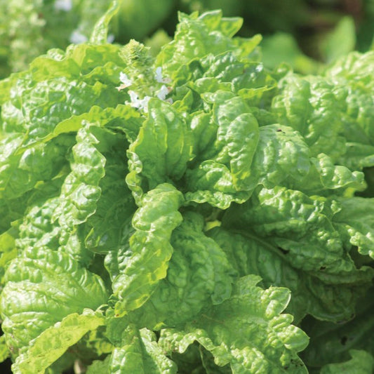 Mammoth Basil - Blessings Grow Meadows