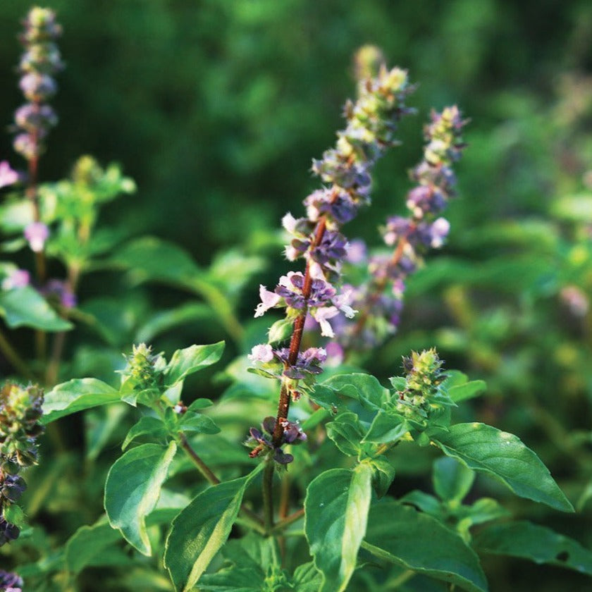 Holy Basil (Tulsi) - Blessings Grow Meadows