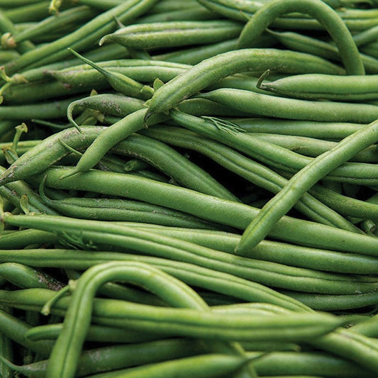 Blue Lake Pole Bean - Blessings Grow Meadows