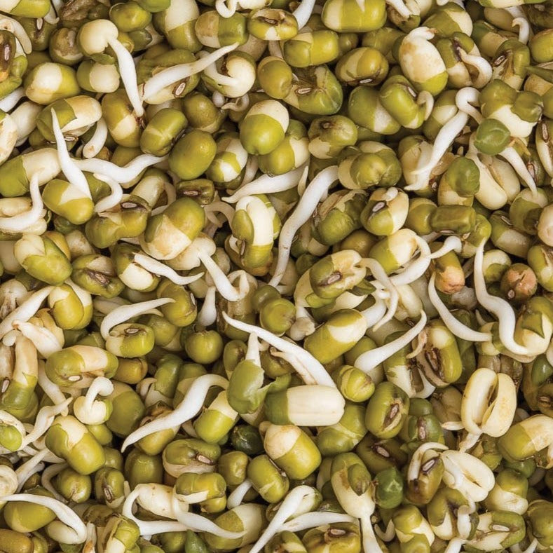 Mung Bean (Bush) - Blessings Grow Meadows