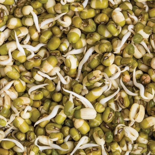 Mung Bean (Bush) - Blessings Grow Meadows