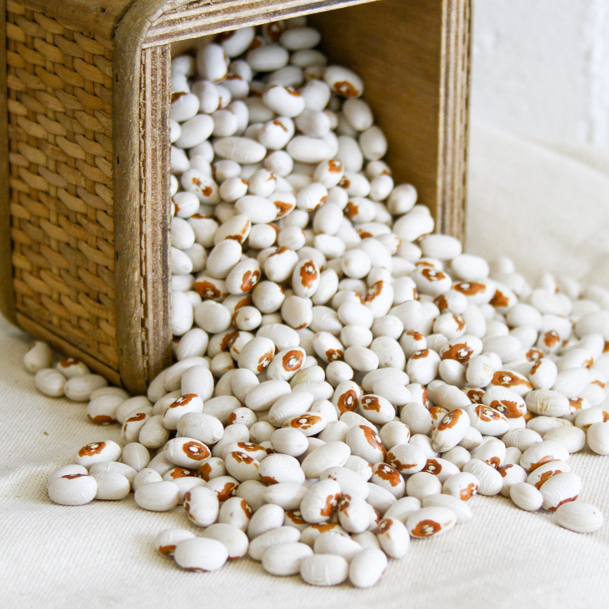 Kenearly Yellow Eye Bean (Bush) - Blessings Grow Meadows