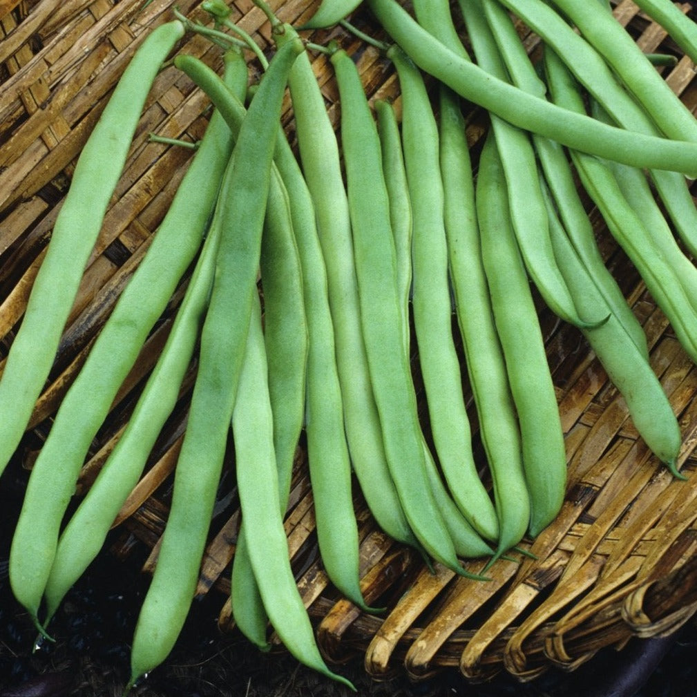 Kentucky Wonder Bean (Pole) - Blessings Grow Meadows