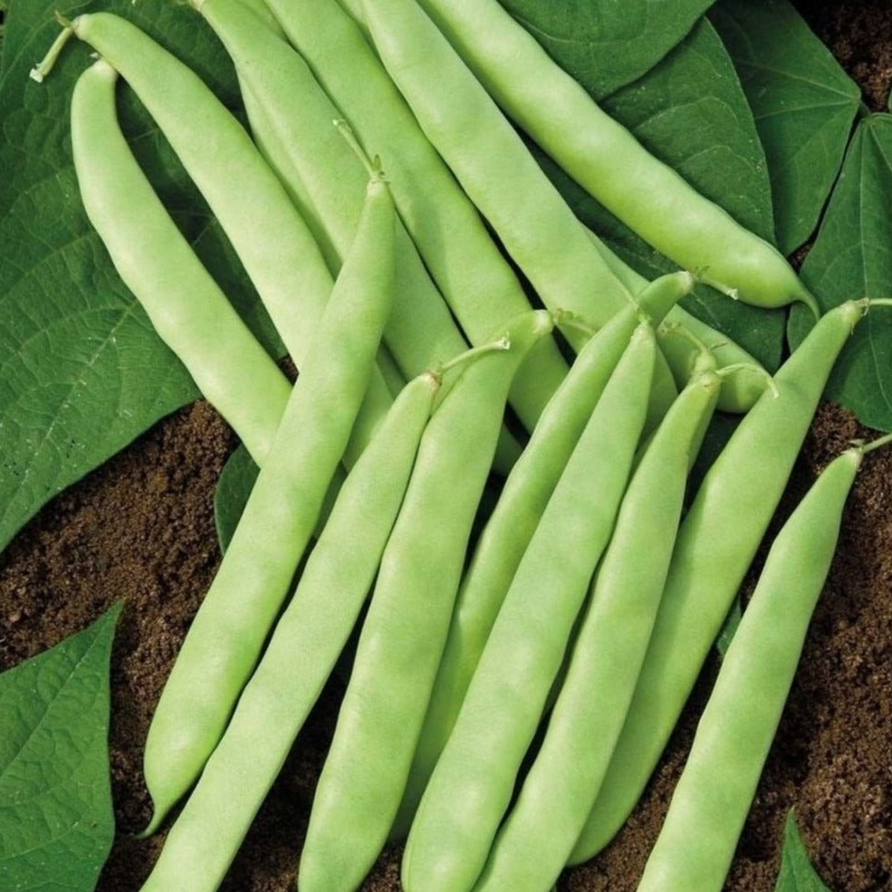 Roma II Bean (Bush) - Blessings Grow Meadows