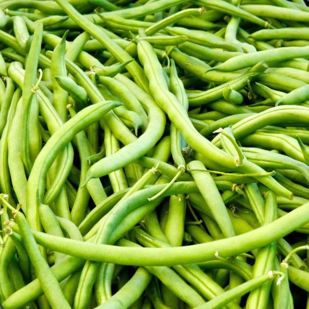 Landreth Bean (Bush) - Blessings Grow Meadows